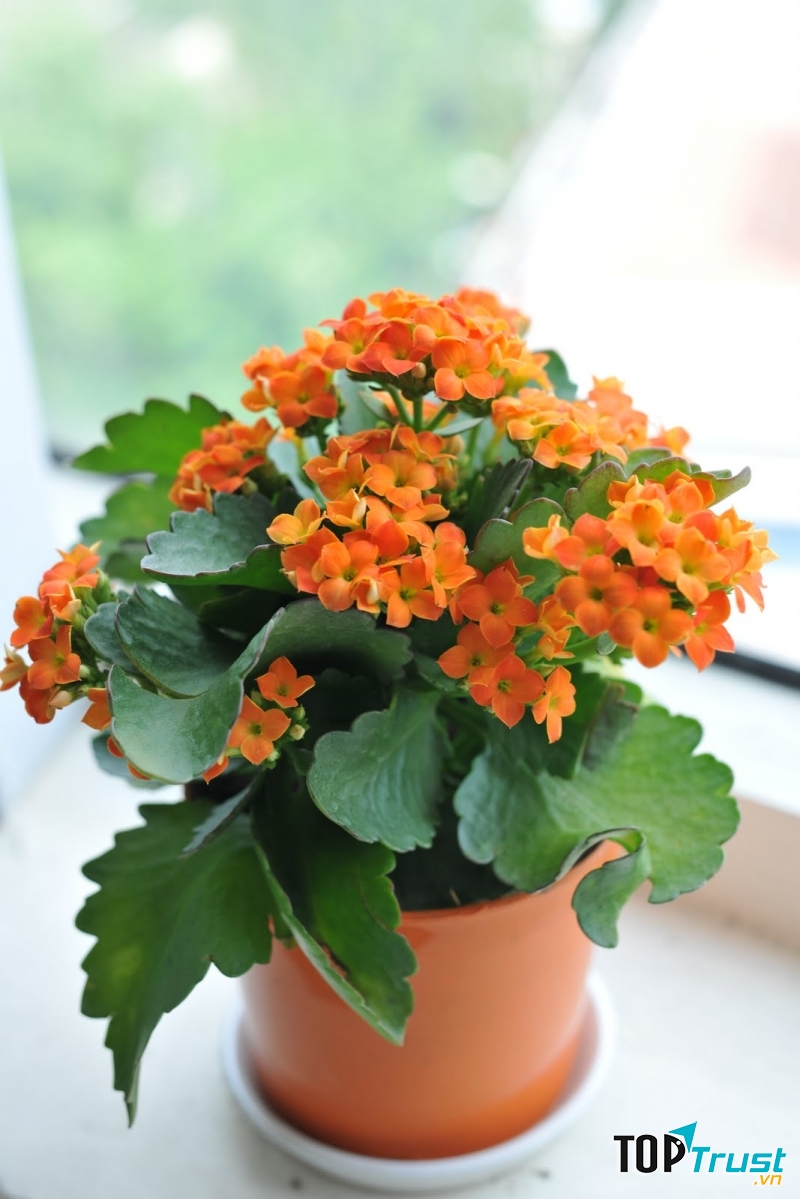 Chậu hoa sống đời nhỏ nhắn, xinh xắn