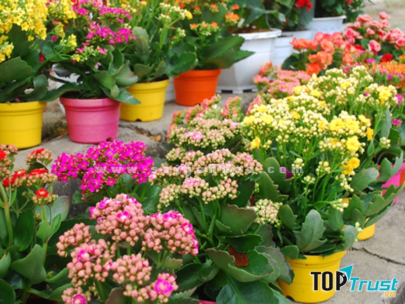 Hoa sông đời với nhiều màu sắc đa dạng