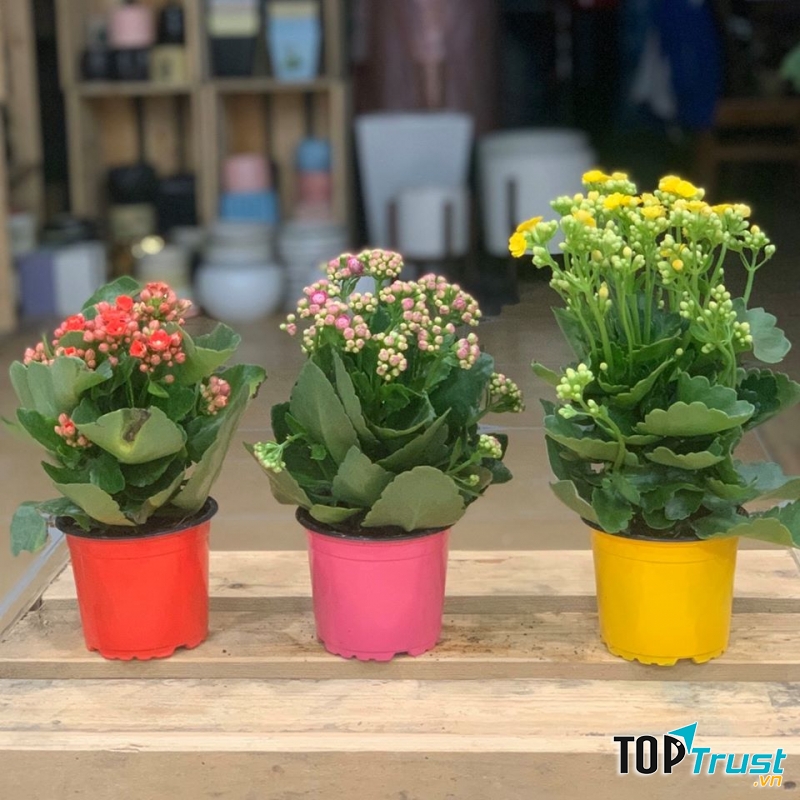 Sống đời nhiều màu sắc