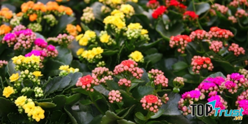 Nhỏ nhắn nhưng màu sắc lại rực rỡ và sức sống bền bỉ đã mang theo ý nghĩa cầu chúc tốt đẹp cho người ta yêu thương.