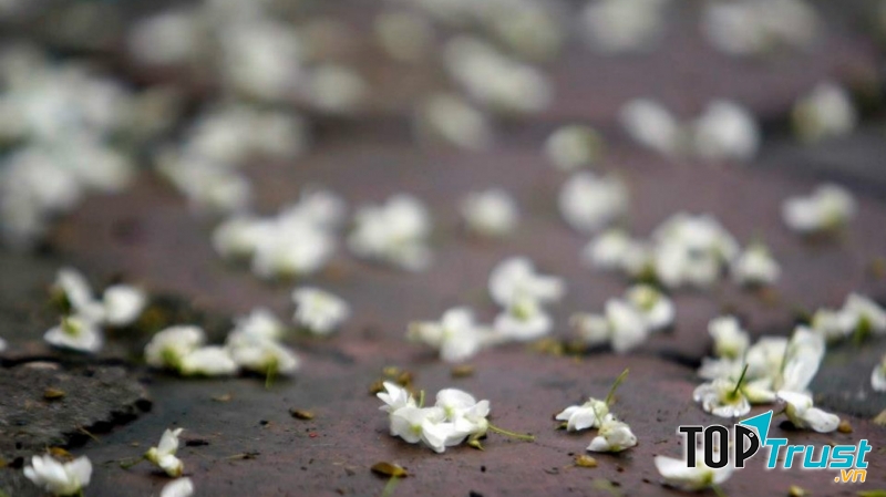 Nét đẹp dịu nhẹ của loài hoa thanh khiết