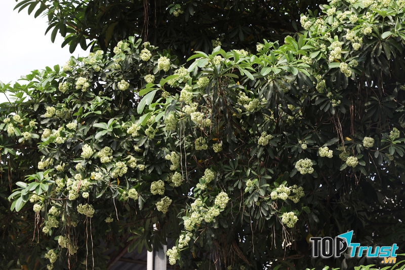 Hoa sữa đường phố Hà Nội