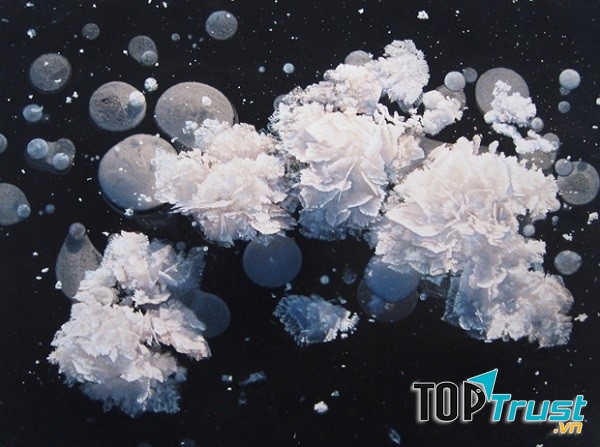 Tuy đẹp, nhưng chúng chỉ có thể tồn tại trong vài ngày đầu của quá trình hình thành băng