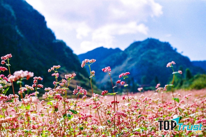 Hoa tam giác mạch ở Hà Giang