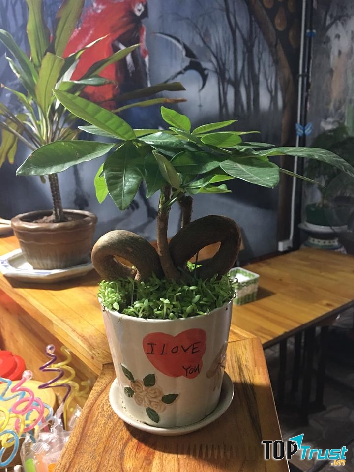 Hoa Tân Chuyên Cây Cảnh Bonsai