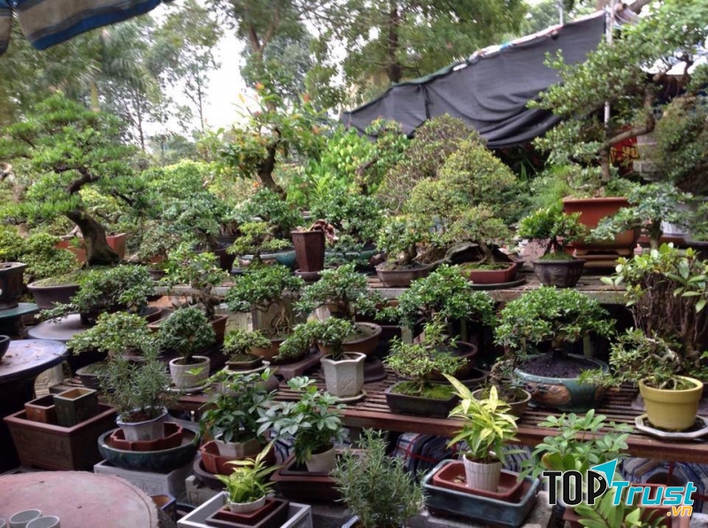Hoa Tân Chuyên Cây Cảnh Bonsai