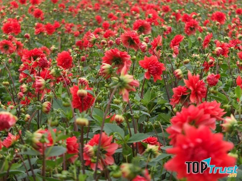 Vườn hoa Tây Tựu