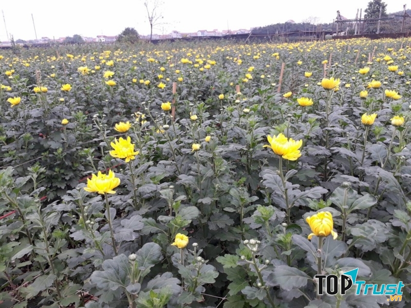 Vườn hoa Tây Tựu