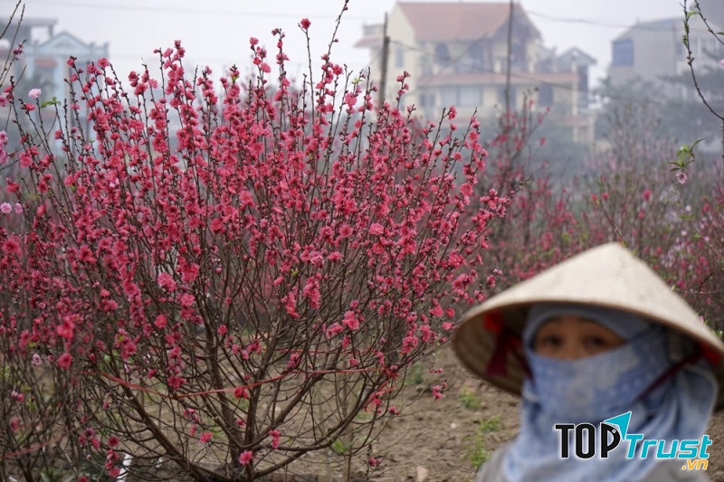 Hoa đào lại là loài hoa biểu tượng cho sự đổi mới, sinh sôi, phát triển mạnh mẽ.