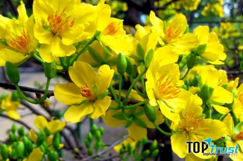 Mai vàng đẹp dịu dàng, tượng trưng cho sự sang trọng, quý phái, ấm no, hạnh phúc