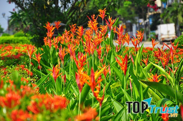 Hoa thiên điểu được trồng thành bụi