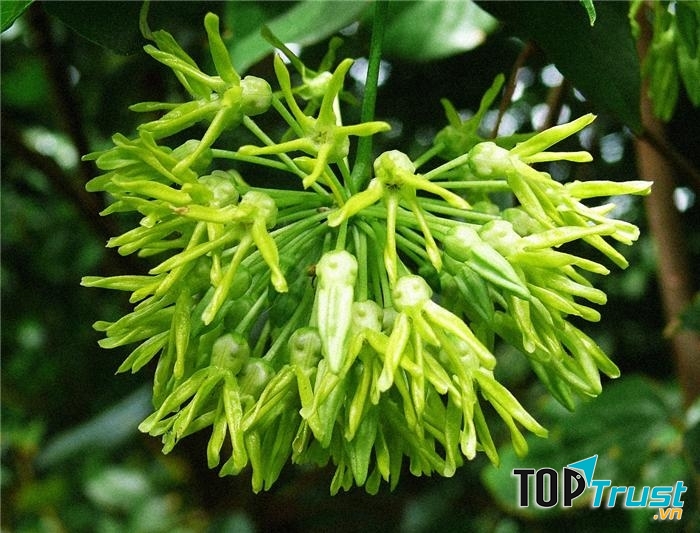 Hoa thiên lý có thể trị chứng mất ngủ