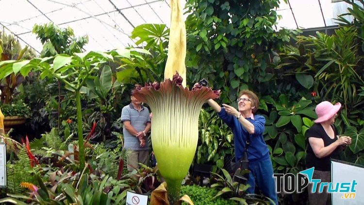 Mỗi cụm hoa của chúng có thể lên tới độ cao 3m và nặng đến 75kg.