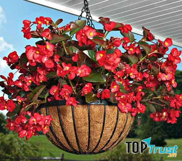 Thu hải đường﻿