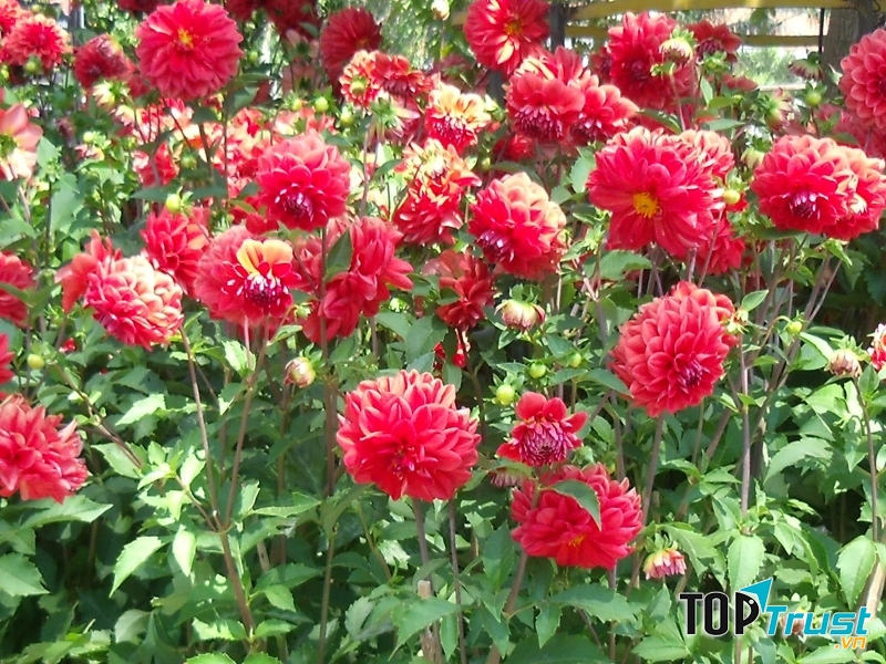 Hoa thược dược mang vẻ đẹp bình dị