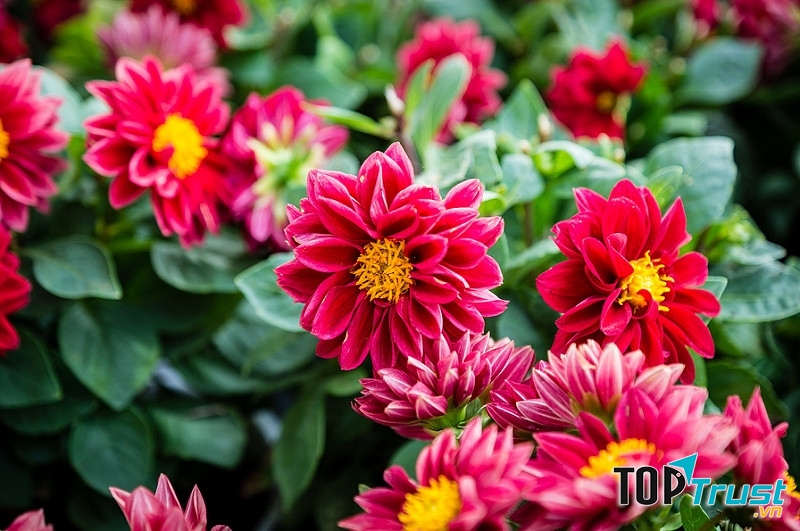 Hoa thược dược