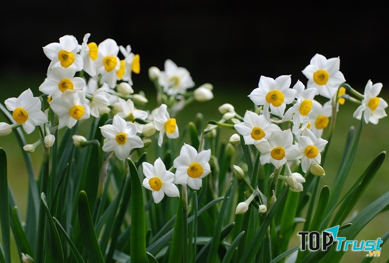 Hoa thủy tiên thường được các gia đình Hà Nội trưng trong ngày Tết