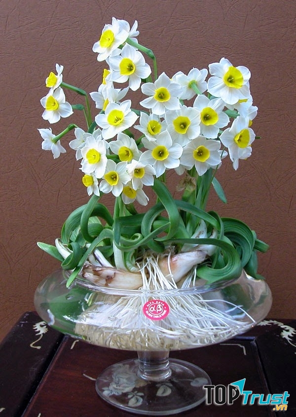 Hoa thủy tiên