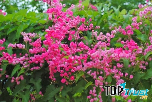 Sắc hồng rực rỡ của hoa Tigon