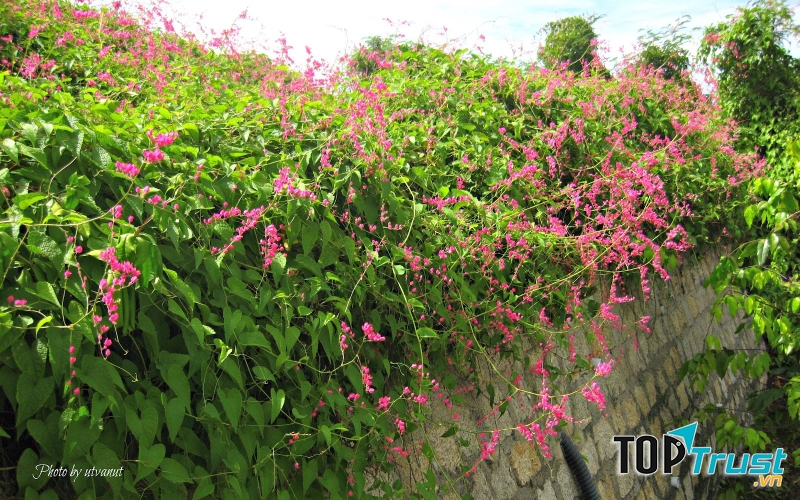 Tigon có thể trồng hàng rào, ban công rủ xuống, che nắng sân thượng, leo giàn, vườn tường, hàng rào,