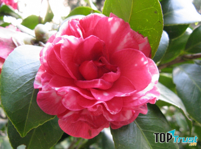 Hoa trà Middlemist đỏ là loài hoa hiếm thuộc hàng bậc nhất thế giới