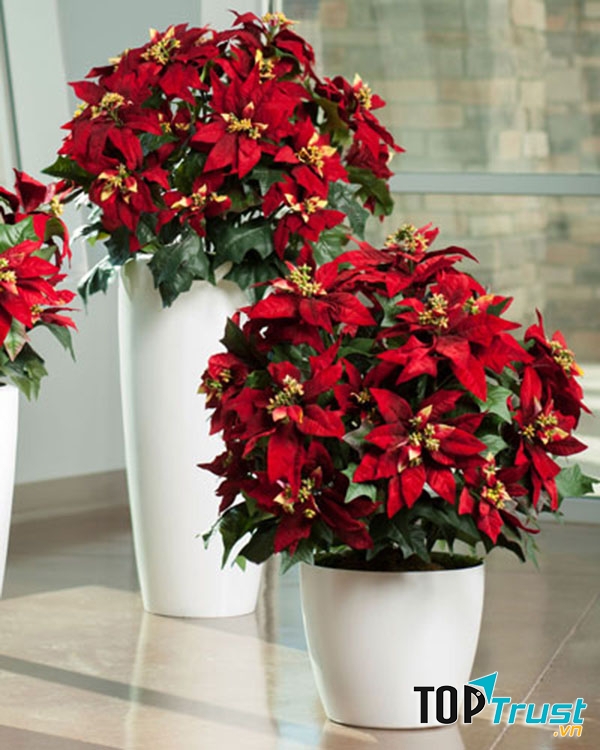 Cánh đỏ rực rỡ báo hiệu niềm vui và sự thành đạt.