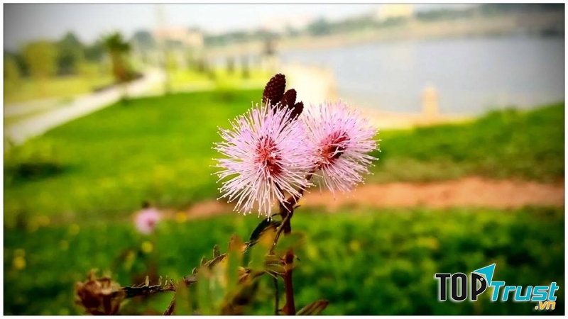 Hoa Trinh Nữ đẹp mặn mà