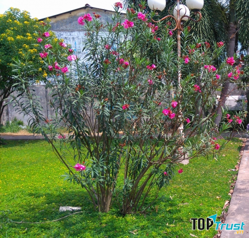 Trúc đào thường được trồng ở vườn để làm cây trang trí (Nguồn: Sưu tầm)