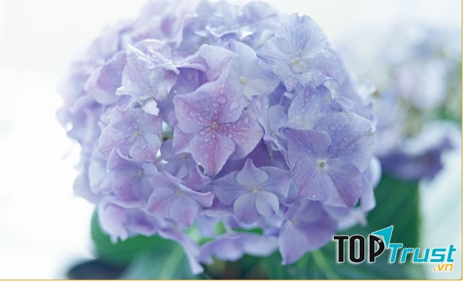 Hoa  Cẩm Tú Cầu