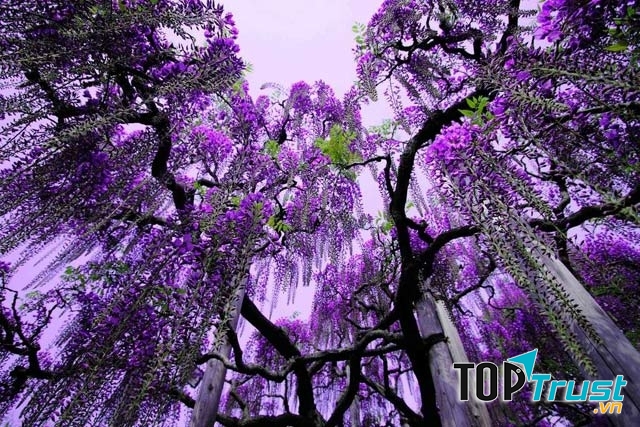 Hoa tử đằng kiêu sa, lộng lẫy