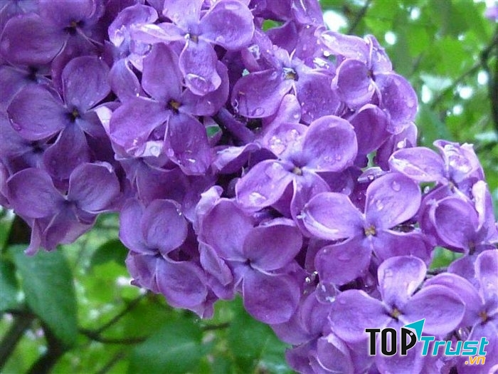 Hoa tử đinh hương