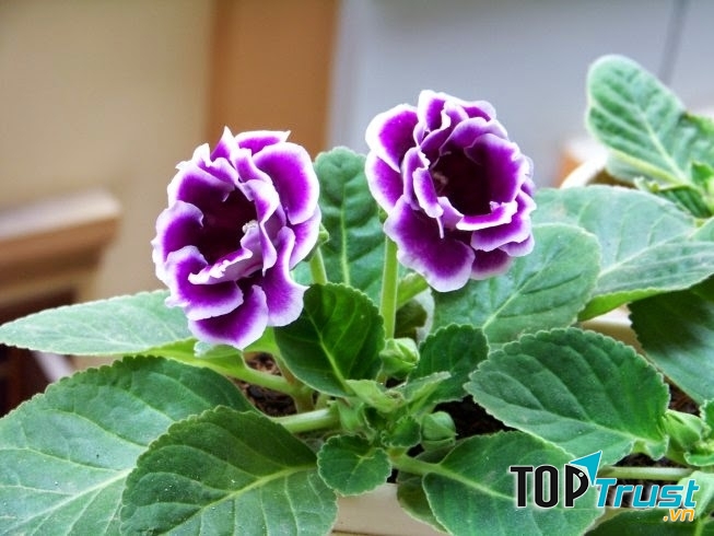 Sắc tím đượm buồn của hoa tử la lan