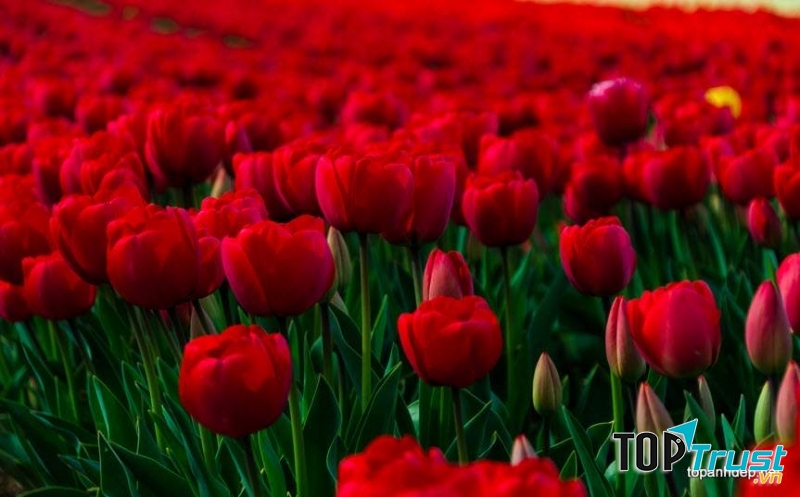 Cánh đồng hoa tulip đỏ