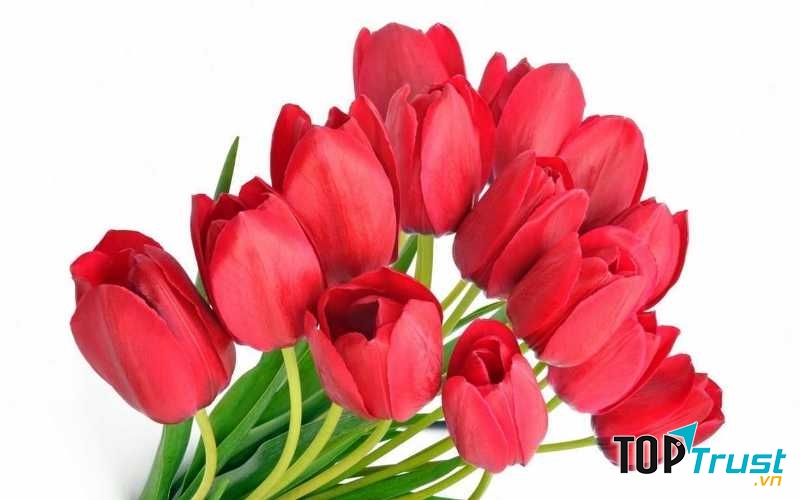 Hoa Tulip