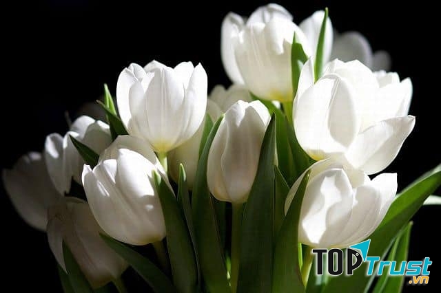 Hoa Tulip trắng
