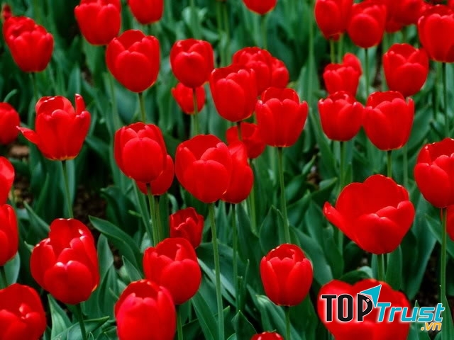 Hoa tulip