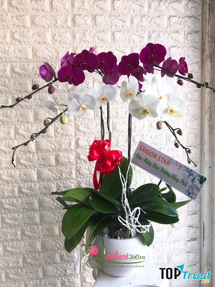 Hoa Tươi 360 - Shop hoa lan hồ điệp Hà Nội