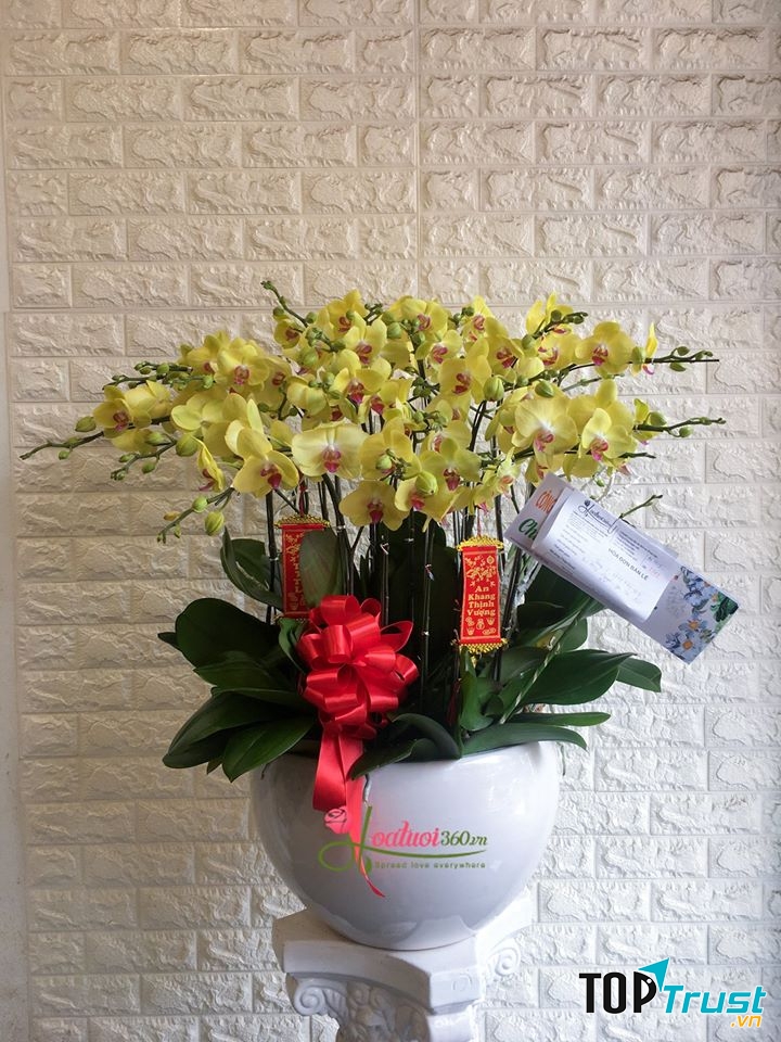 Hoa Tươi 360 - Shop hoa lan hồ điệp Hà Nội