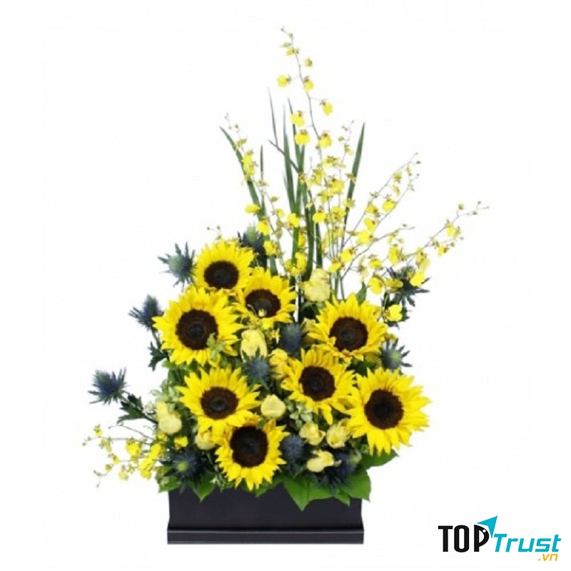 Hướng dương rực rỡ