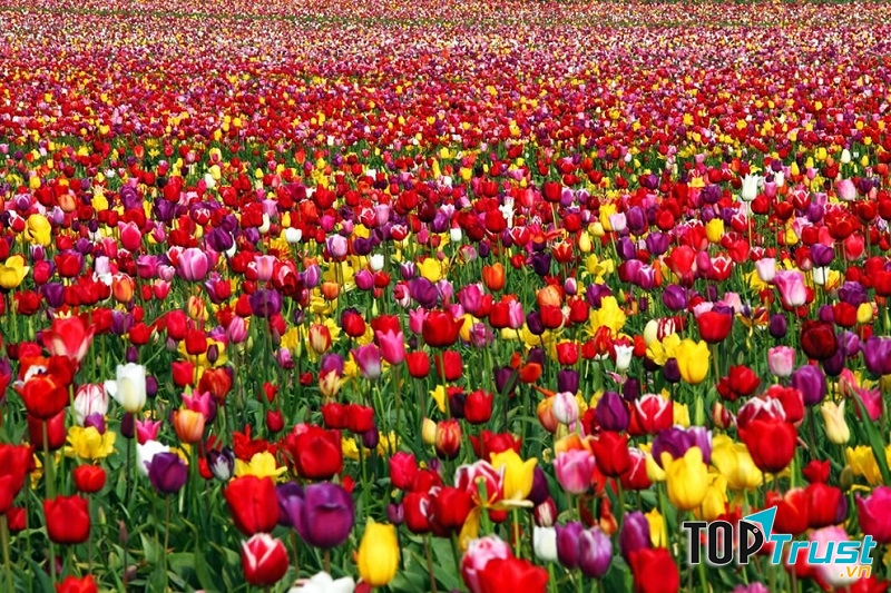 Hoa Tulip với rất nhiều màu sắc bắt mắt