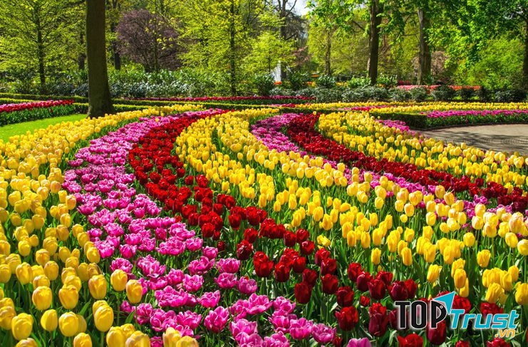 Hoa tulip được trồng nhiều ở Hà Lan