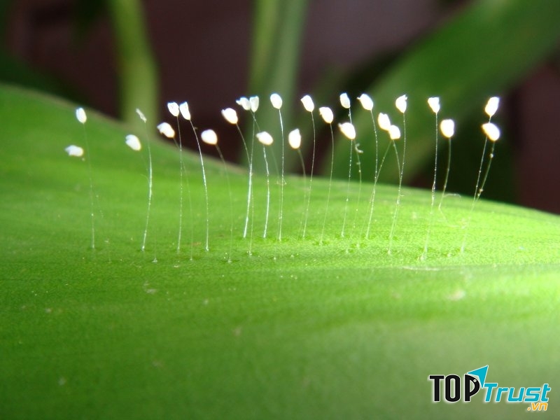 Hoa Ưu Đàm Bà La