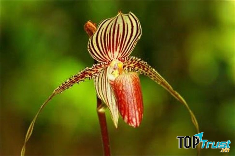 Hoa vàng của Kinabalu Orchid
