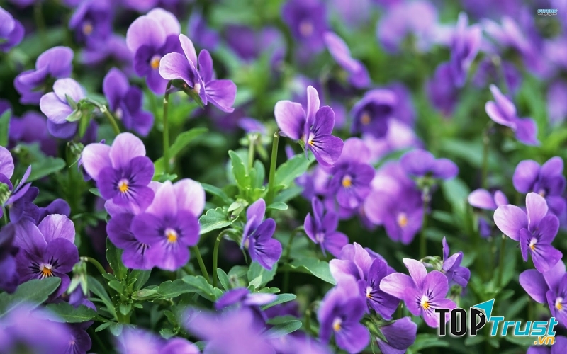 Hoa violet