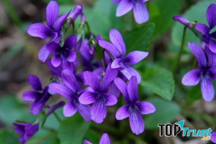 Hoa violet