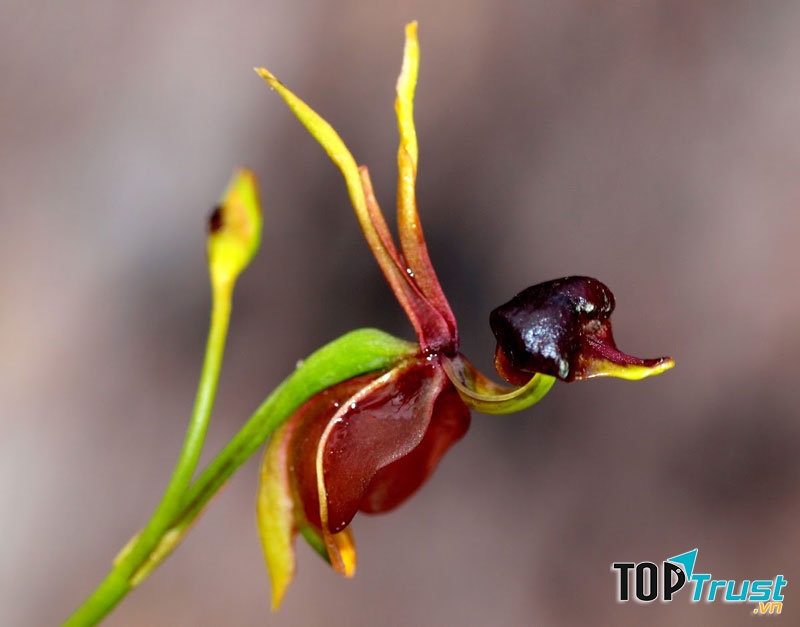 Loài hoa vịt bay này có mọc nhiều ở miền Đông và Nam Australia.