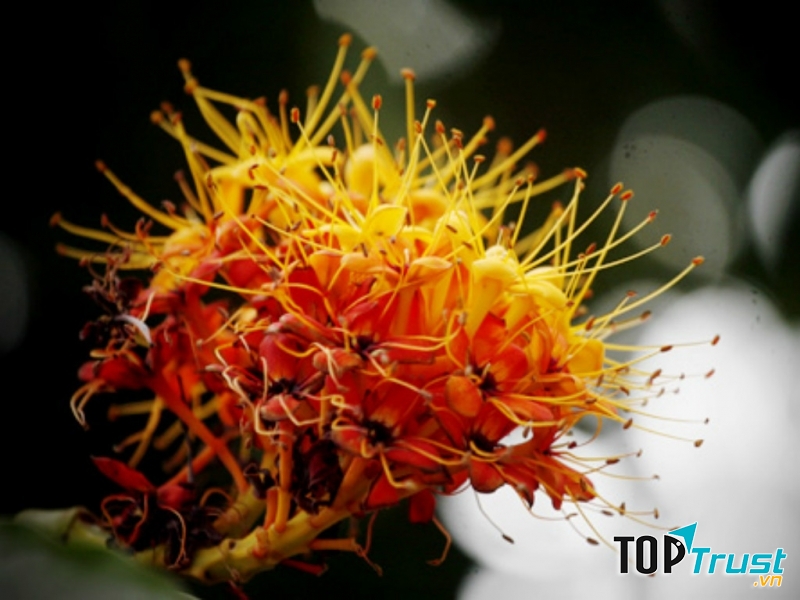 Vẻ đẹp lạ lẫm, kéo hơi ấm của đất trời vào lòng người