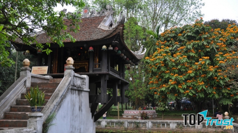 Vô ưu tỏa sắc xung quanh chùa Một Cột