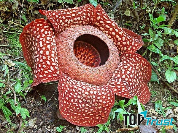 Hoa vua là loài hoa lớn nhất thế giới