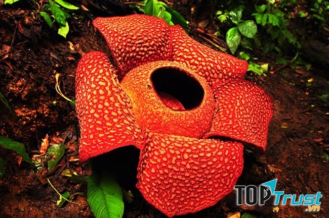 Hoa xác thối rất to, thậm chí còn được trao danh hiệu loài hoa to nhất thế giới
